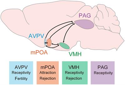 Hormonal and circuit mechanisms controlling female sexual behavior